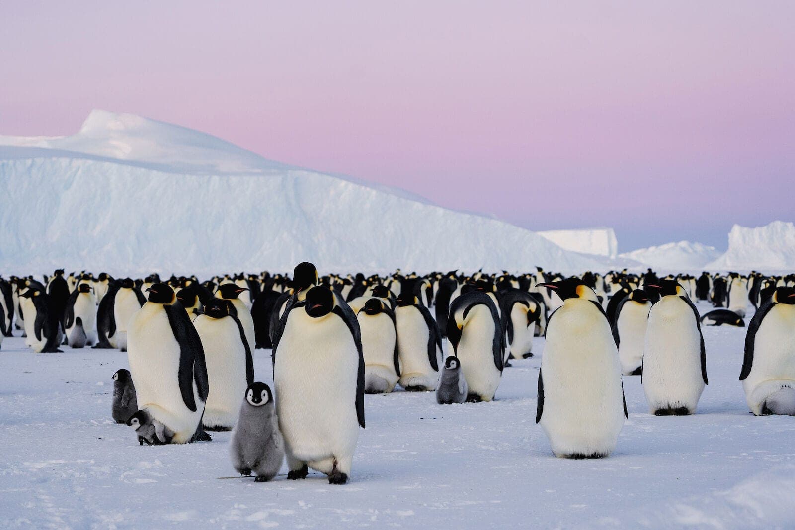 The Last White Frontier: Antarctica Ultra-Luxury Expeditions — PrivataList collection