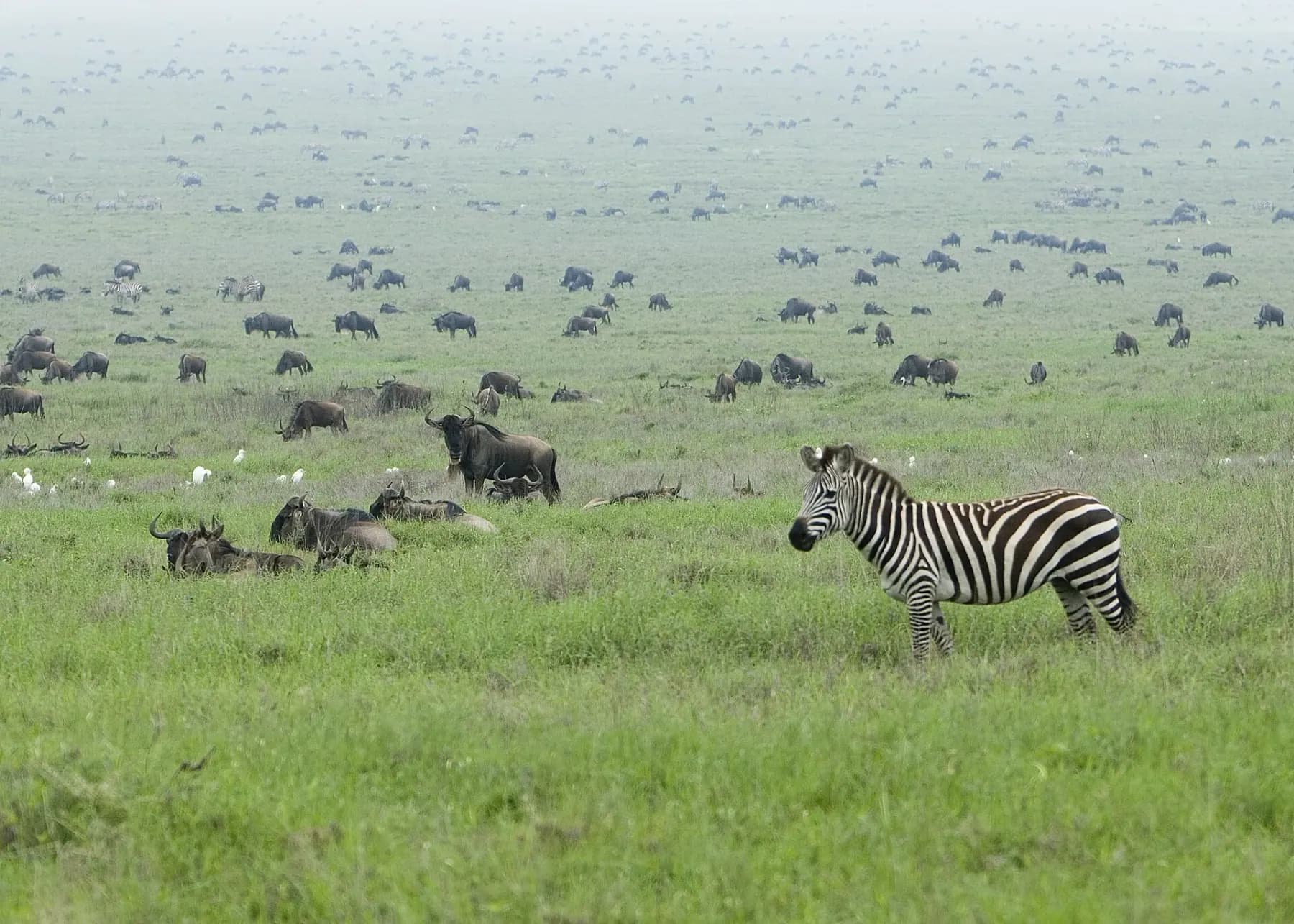 Luxury Safari, Explained: What's Actually Worth Paying For — PrivataList collection